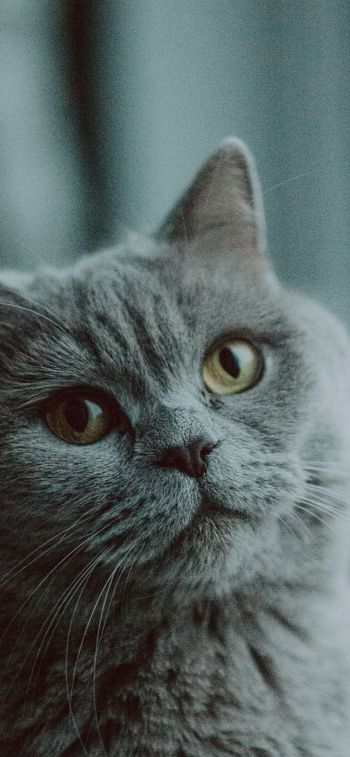 Обои 1170x2532 серый кот, британская кошка, домашнее животное