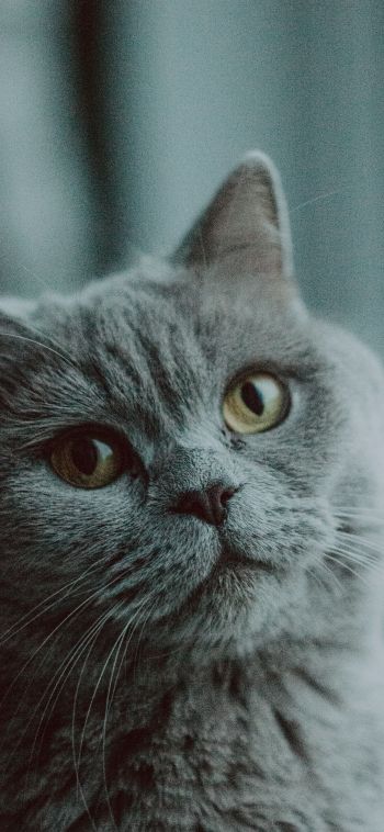 Обои 1080x2340 серый кот, британская кошка, домашнее животное