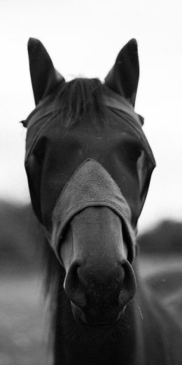 Обои 720x1440 лошадь, животные, черно-белое фото