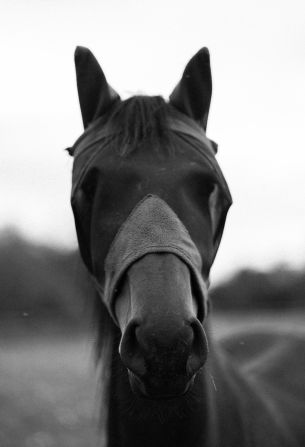 Обои 3798x5573 лошадь, животные, черно-белое фото