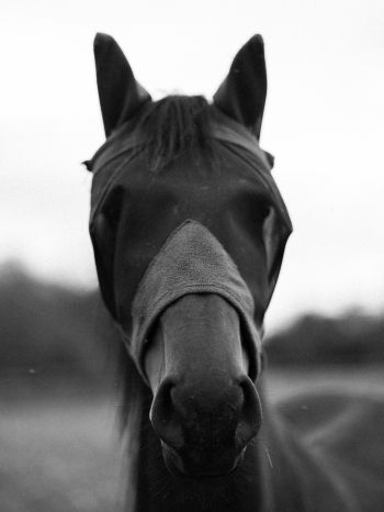 horse, animals, black and white photo Wallpaper 2048x2732