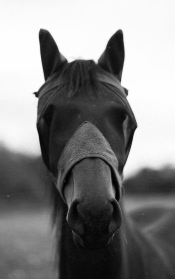 horse, animals, black and white photo Wallpaper 1752x2800