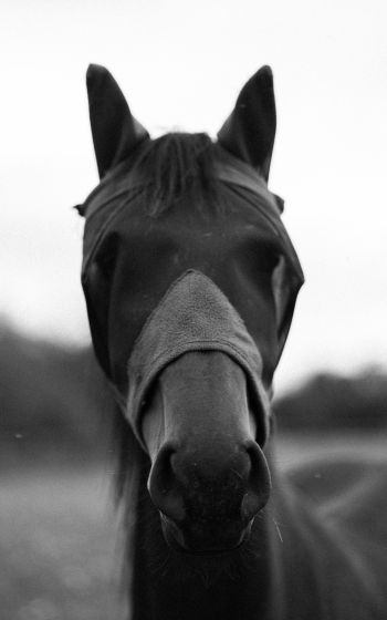 horse, animals, black and white photo Wallpaper 1600x2560