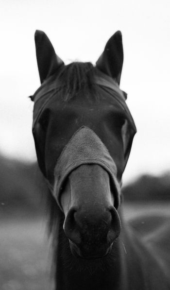Обои 600x1024 лошадь, животные, черно-белое фото