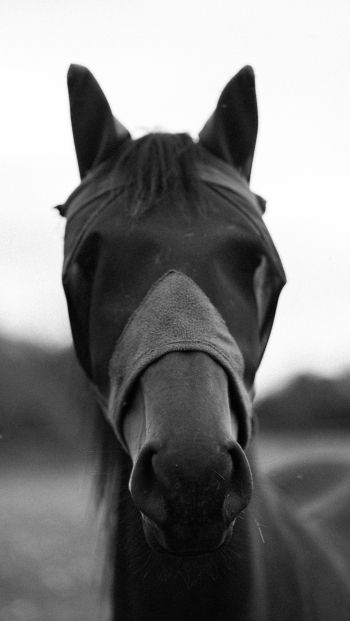 horse, animals, black and white photo Wallpaper 640x1136