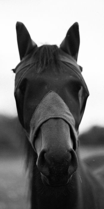 horse, animals, black and white photo Wallpaper 720x1440