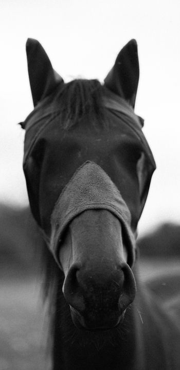 horse, animals, black and white photo Wallpaper 1080x2220