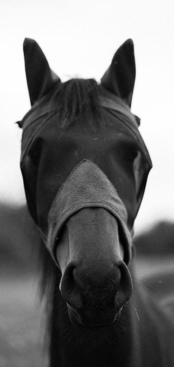 horse, animals, black and white photo Wallpaper 1440x3040