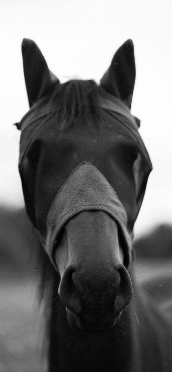 horse, animals, black and white photo Wallpaper 1125x2436