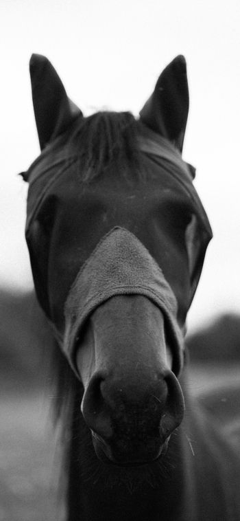 horse, animals, black and white photo Wallpaper 1080x2340