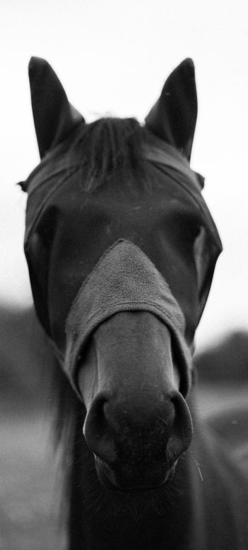 horse, animals, black and white photo Wallpaper 1080x2400