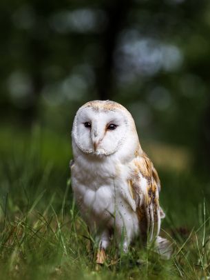 owl, nature, forest Wallpaper 1668x2224