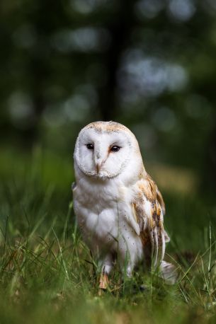 owl, nature, forest Wallpaper 4470x6719