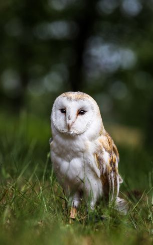owl, nature, forest Wallpaper 1752x2800