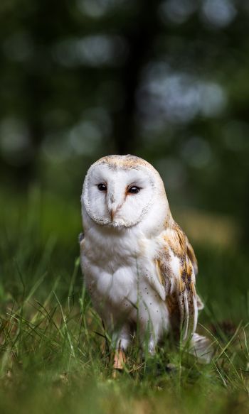 owl, nature, forest Wallpaper 1200x2000