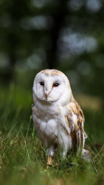 owl, nature, forest Wallpaper 640x1136