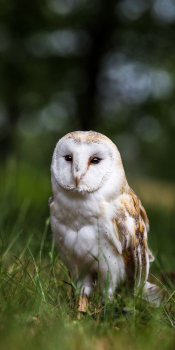 owl, nature, forest Wallpaper 720x1440
