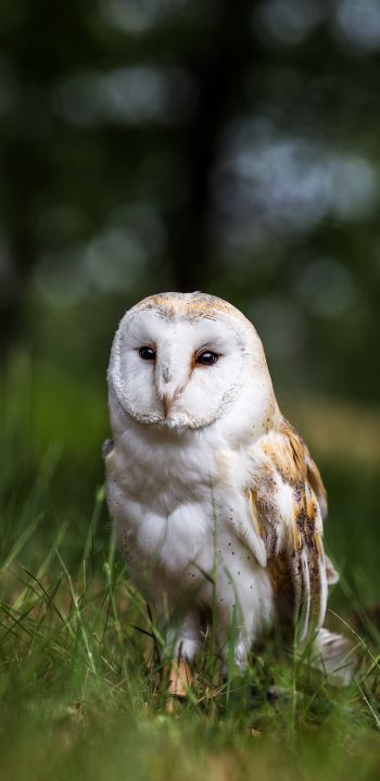 owl, nature, forest Wallpaper 1080x2220