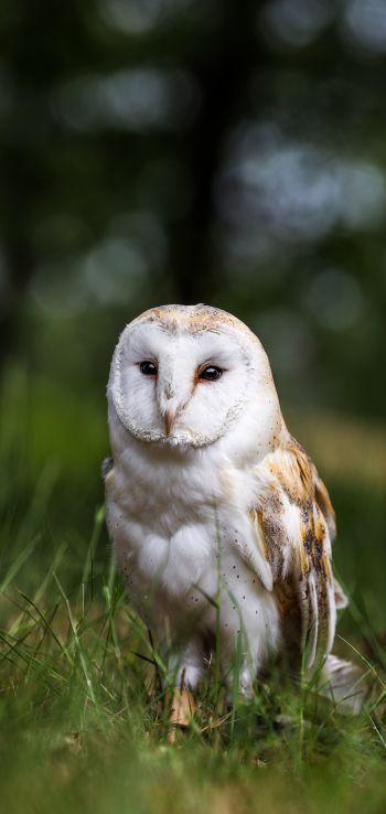 owl, nature, forest Wallpaper 1440x3040