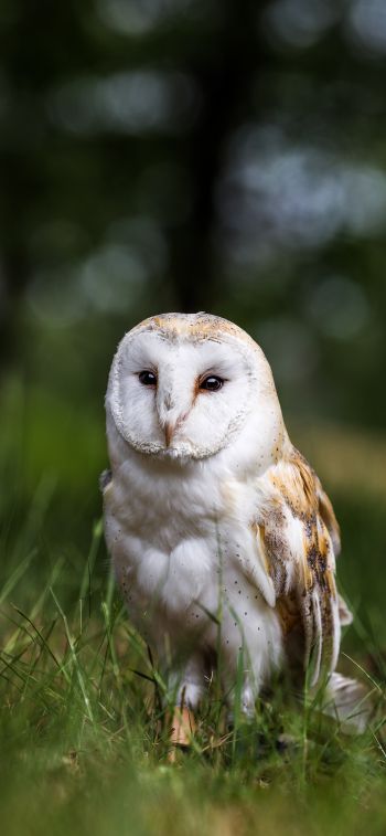 owl, nature, forest Wallpaper 1125x2436
