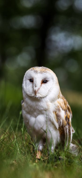 owl, nature, forest Wallpaper 1080x2340