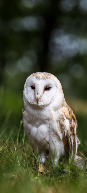 owl, nature, forest Wallpaper 1440x3200