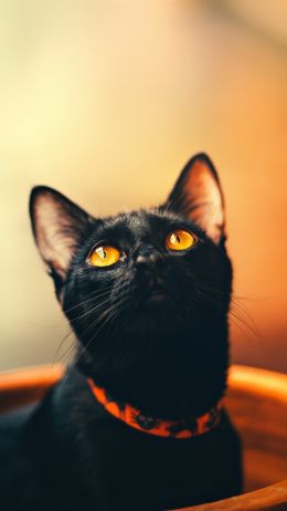 black cat, wallpaper for pc, look Wallpaper 1440x2560