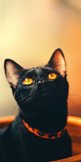 black cat, wallpaper for pc, look Wallpaper 720x1440