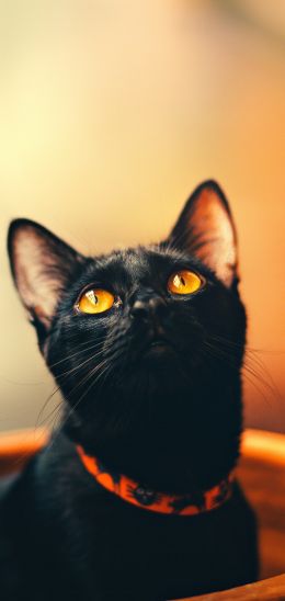 black cat, wallpaper for pc, look Wallpaper 720x1520