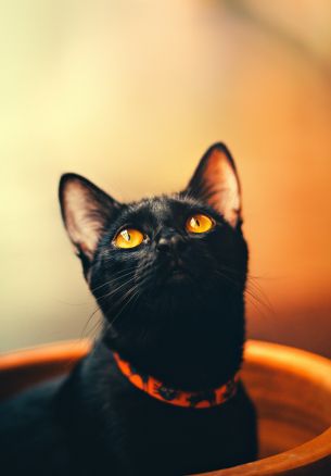 black cat, wallpaper for pc, look Wallpaper 1640x2360