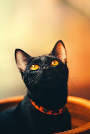 black cat, wallpaper for pc, look Wallpaper 640x960