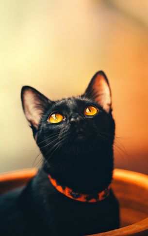 black cat, wallpaper for pc, look Wallpaper 1752x2800