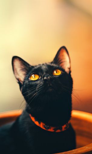 black cat, wallpaper for pc, look Wallpaper 1200x2000