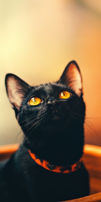 Обои 720x1440 черный кот, обои для пк, взгляд