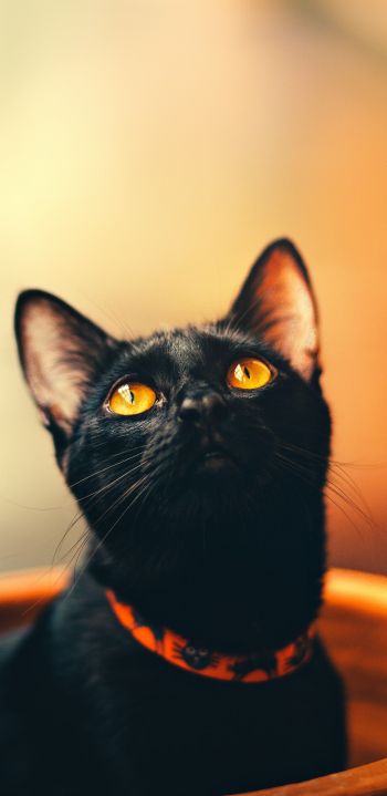 Обои 1440x2960 черный кот, обои для пк, взгляд