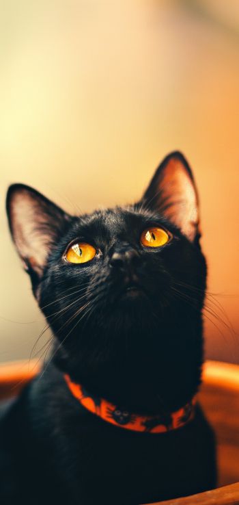 Обои 720x1520 черный кот, обои для пк, взгляд