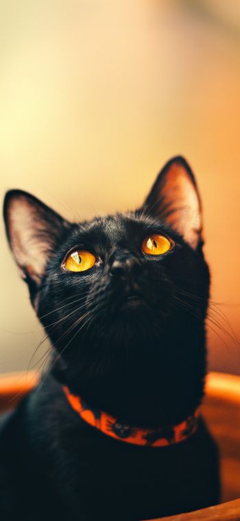 Обои 1125x2436 черный кот, обои для пк, взгляд