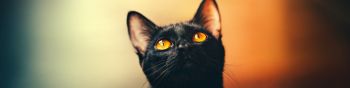 black cat, wallpaper for pc, look Wallpaper 1590x400
