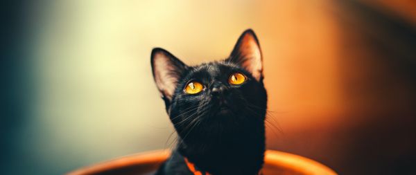 black cat, wallpaper for pc, look Wallpaper 2560x1080