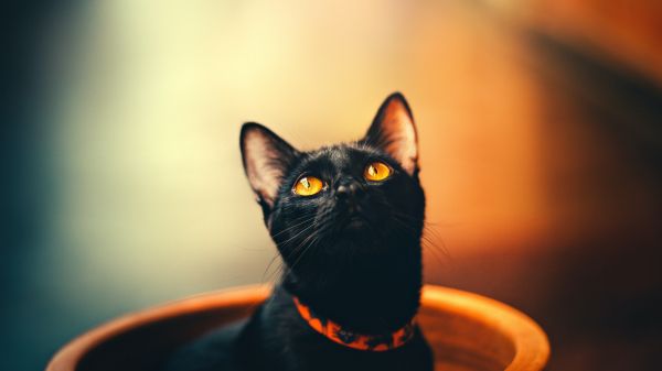 black cat, wallpaper for pc, look Wallpaper 2560x1440