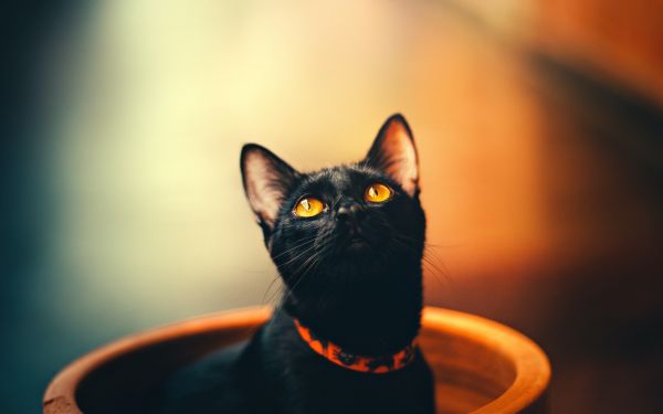 black cat, wallpaper for pc, look Wallpaper 2560x1600