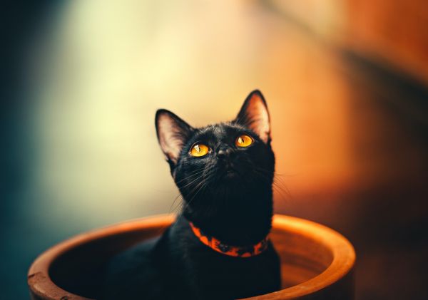 black cat, wallpaper for pc, look Wallpaper 5198x3648