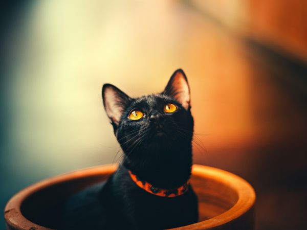 black cat, wallpaper for pc, look Wallpaper 800x600