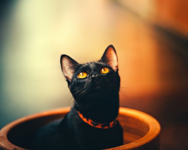 black cat, wallpaper for pc, look Wallpaper 1280x1024