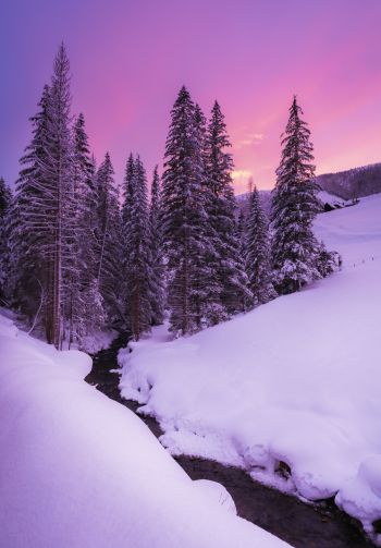 winter, nature, forest Wallpaper 1640x2360