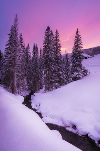 winter, nature, forest Wallpaper 640x960