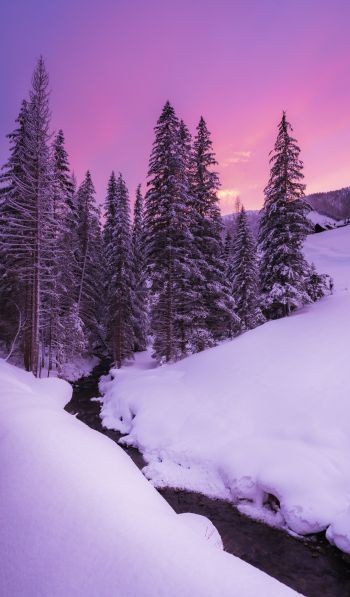winter, nature, forest Wallpaper 600x1024