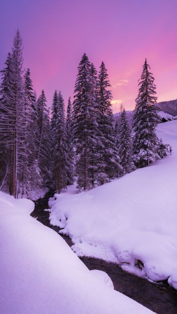 winter, nature, forest Wallpaper 640x1136