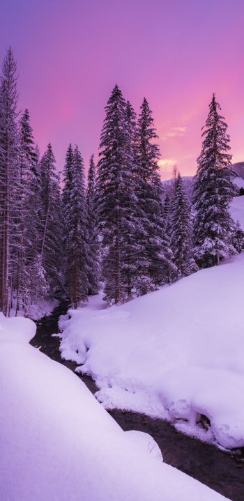 winter, nature, forest Wallpaper 1080x2220