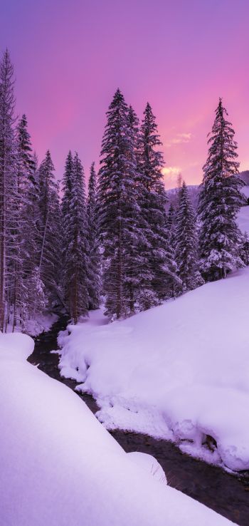 winter, nature, forest Wallpaper 1080x2280